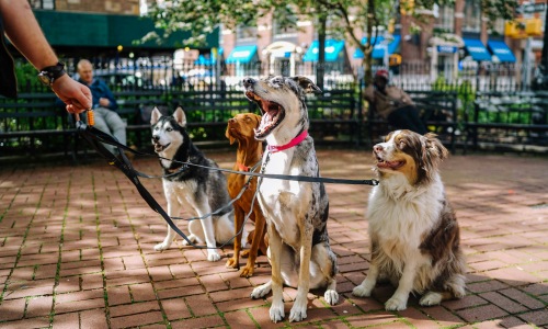 Pet Friendly Areas Cover Image